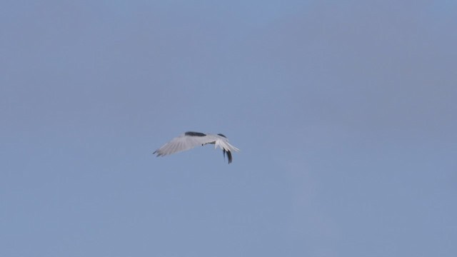 White-tailed Kite - ML465444831