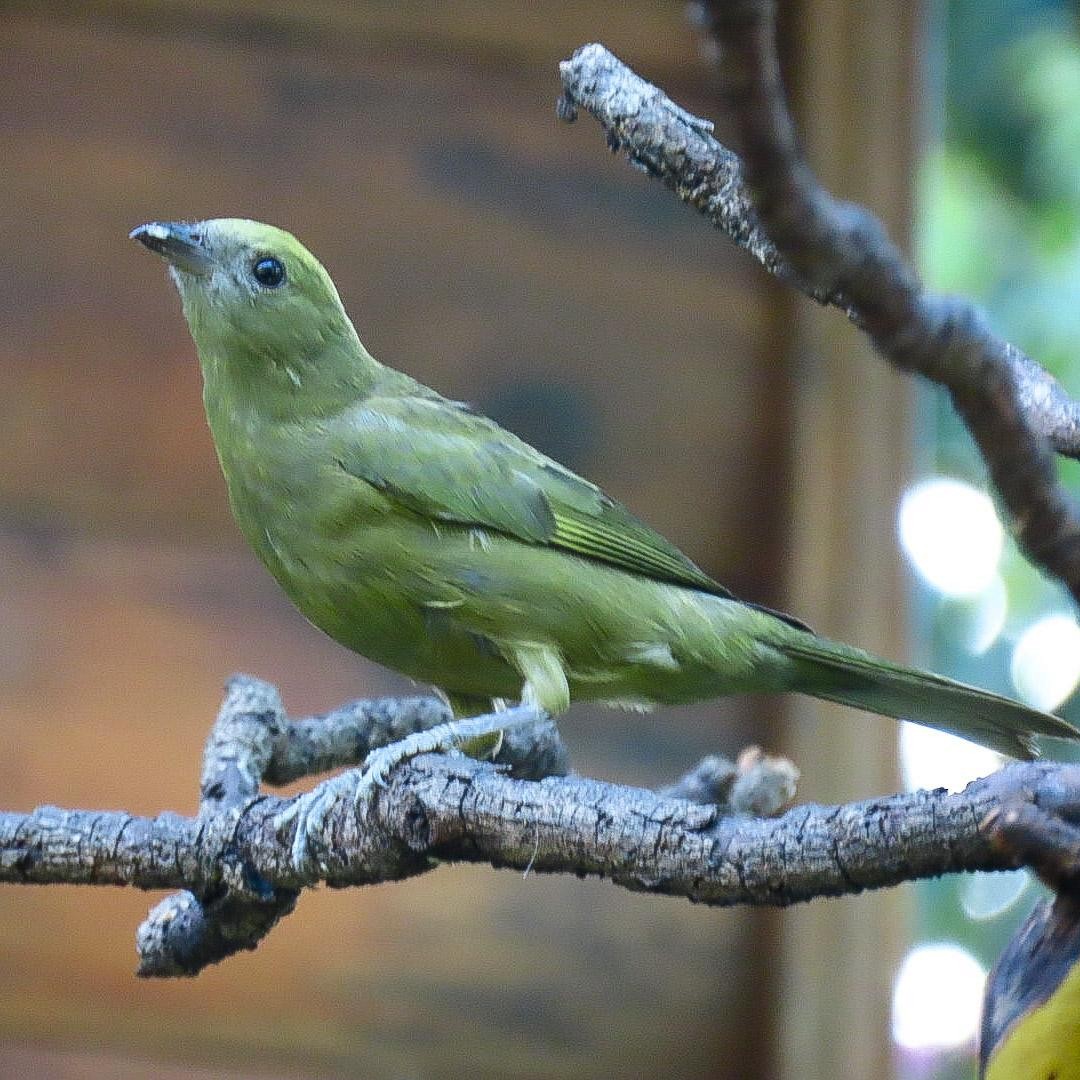 Palm Tanager - ML465448681