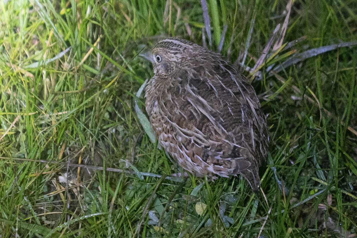 Red-chested Buttonquail - ML465449591