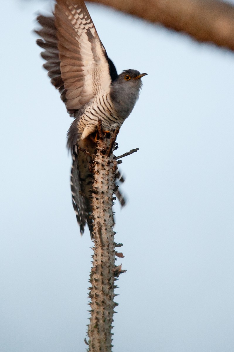 Madagascar Cuckoo - ML46545681