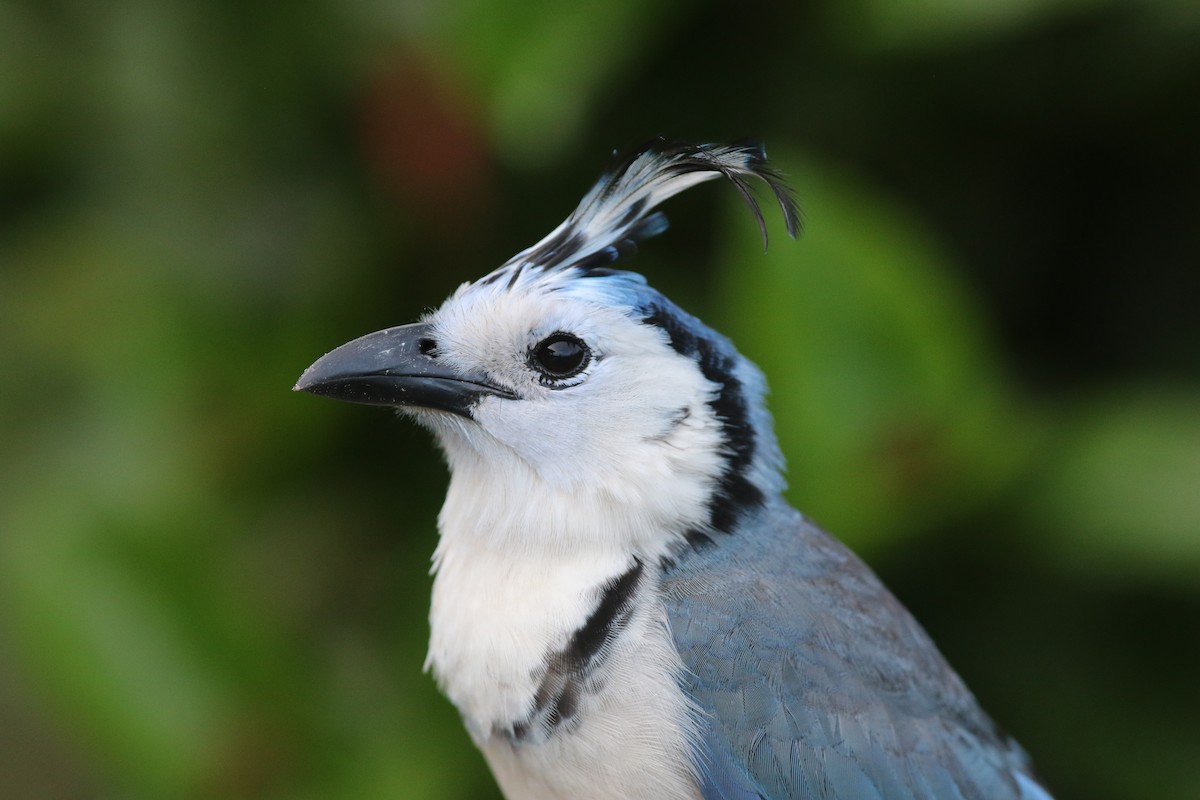 White-throated Magpie-Jay - ML465457041
