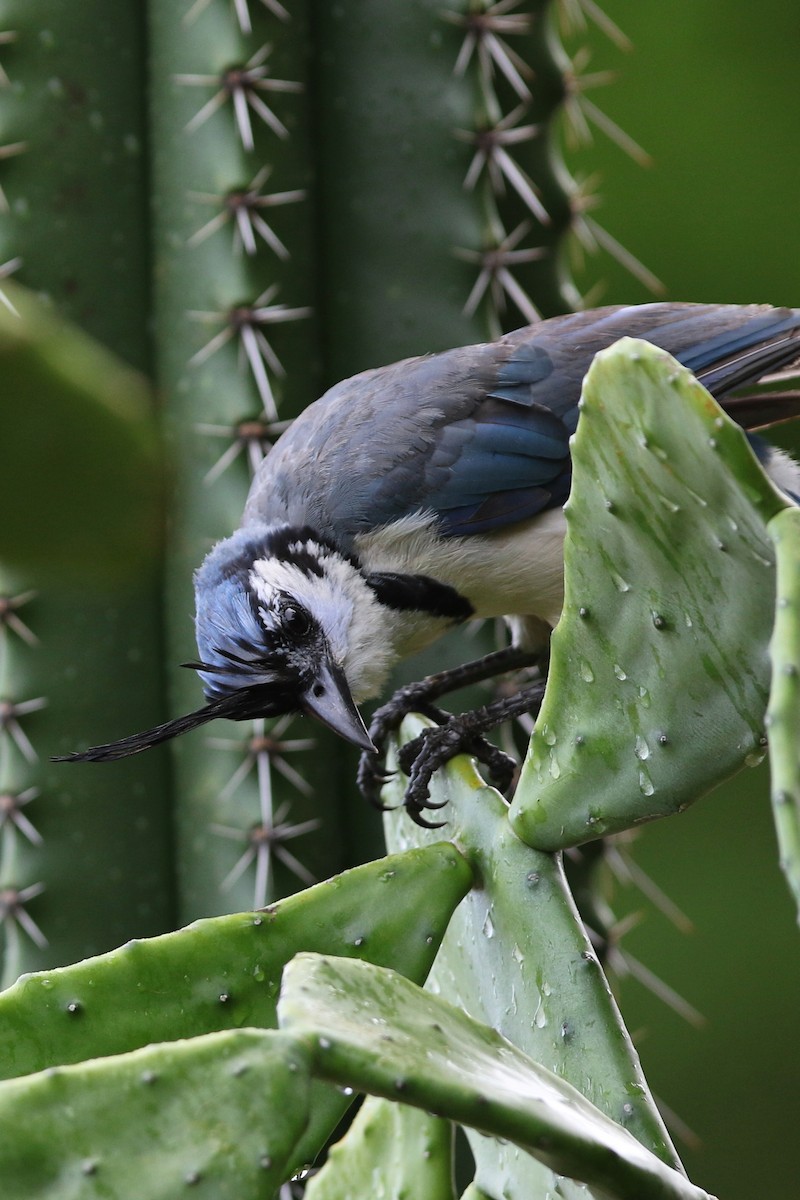 White-throated Magpie-Jay - ML465457781