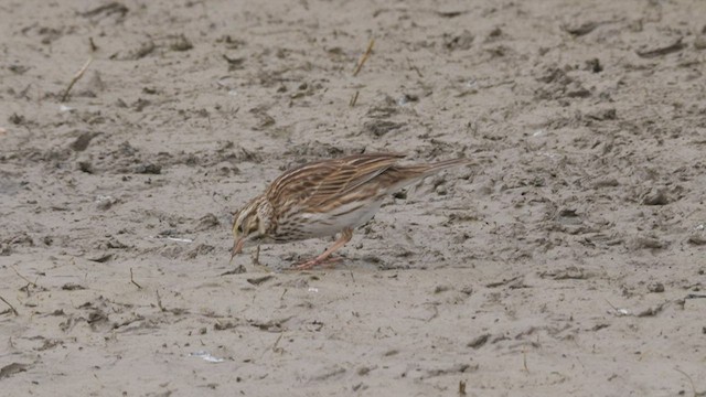 Savannah Sparrow (Savannah) - ML465469531