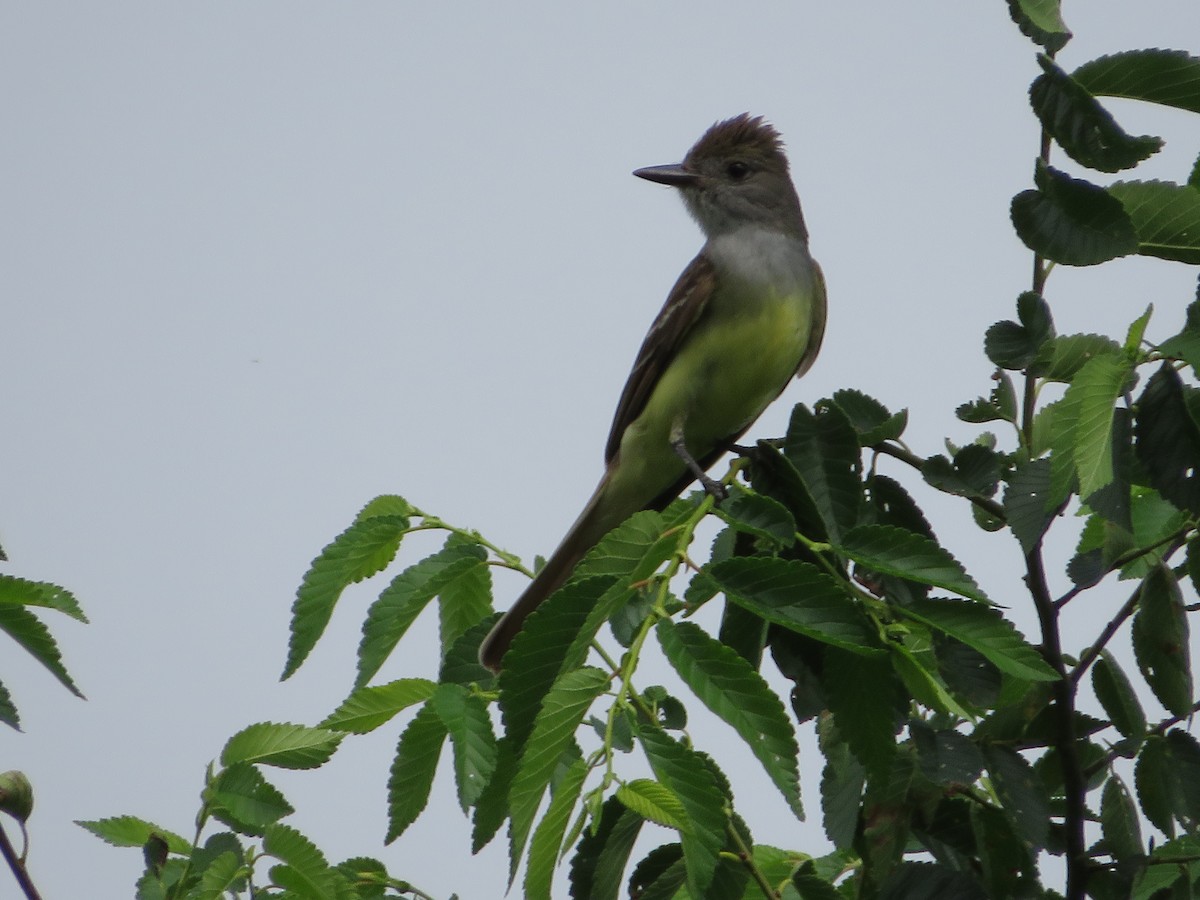 Great Crested Flycatcher - ML465470401