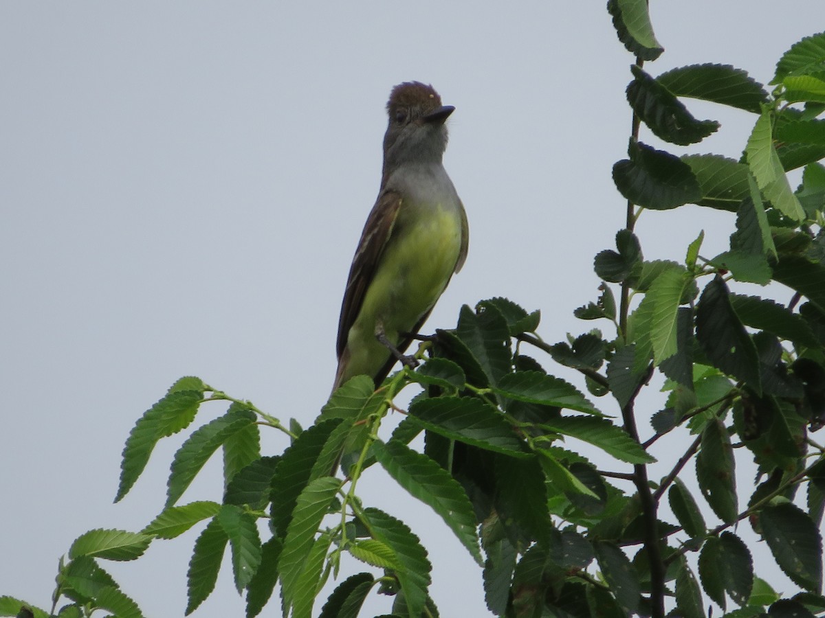 Great Crested Flycatcher - ML465470541