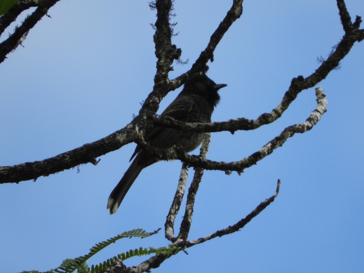 Red-vented Bulbul - ML465470951