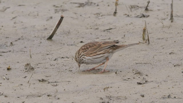 Savannah Sparrow (Savannah) - ML465471711