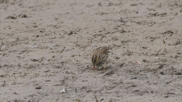 Savannah Sparrow (Belding's) - ML465475001
