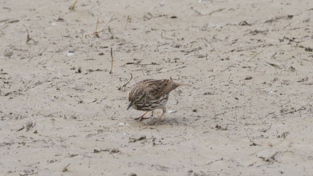 Savannah Sparrow (Belding's) - ML465475141
