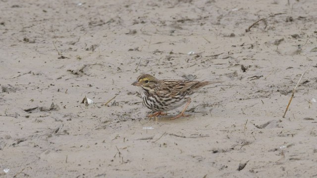 Savannah Sparrow (Belding's) - ML465475861