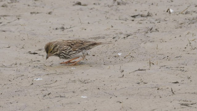 Savannah Sparrow (Belding's) - ML465475961