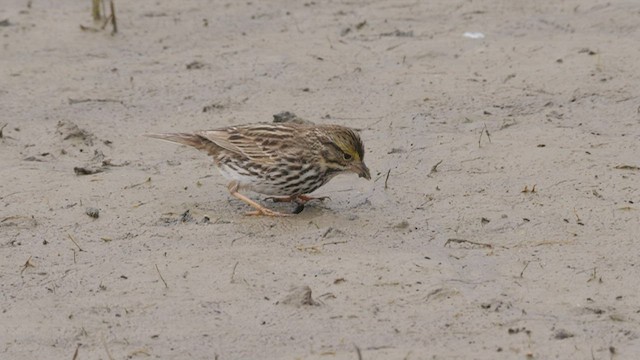 Savannah Sparrow (Belding's) - ML465476391