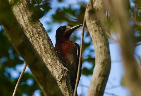 Puerto Rican Woodpecker - ML465478081