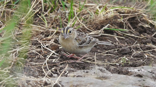 Grasshopper Sparrow - ML465478891