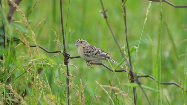 Grasshopper Sparrow - ML465479021