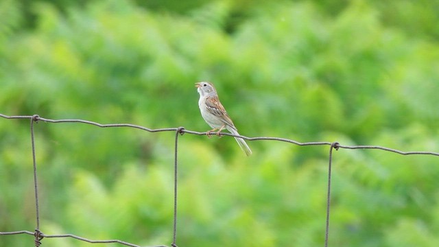 Field Sparrow - ML465479081