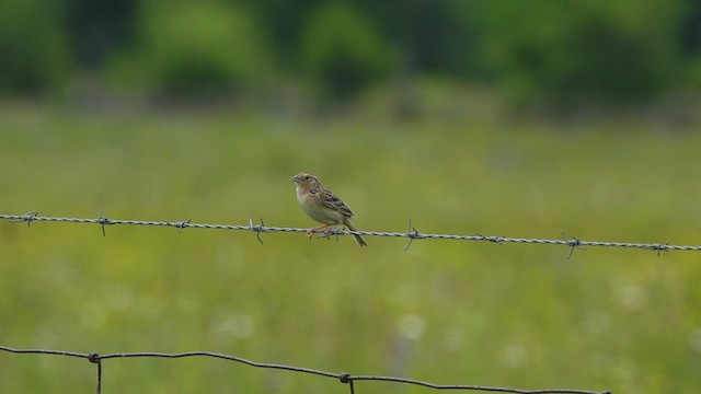 Grasshopper Sparrow - ML465479281
