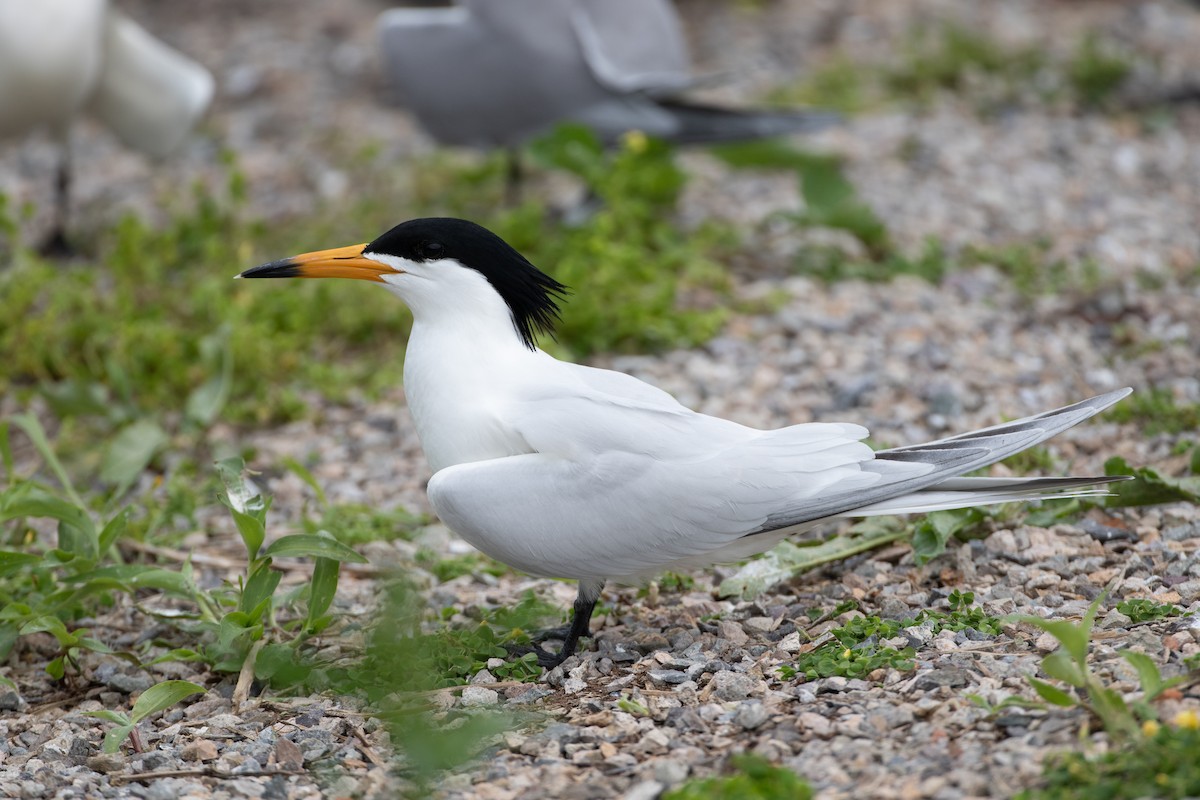 Chinese Crested Tern - ML465481411
