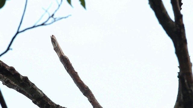 Rotparadiesvogel - ML465482