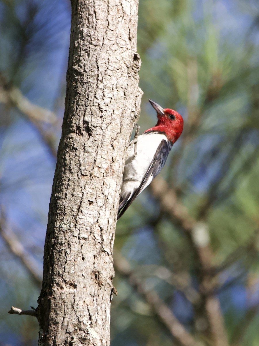Red-headed Woodpecker - ML465483921