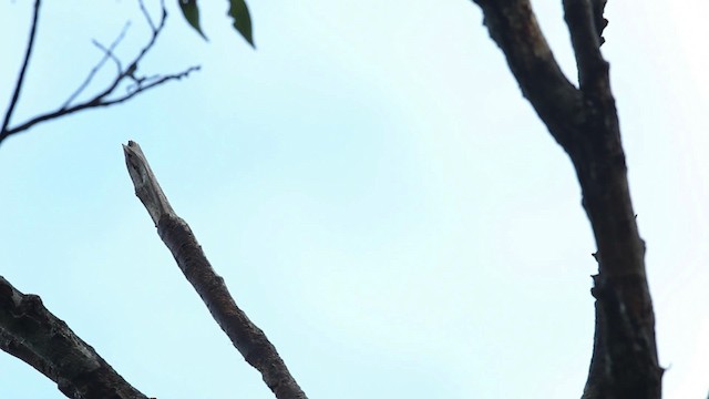 Rotparadiesvogel - ML465485