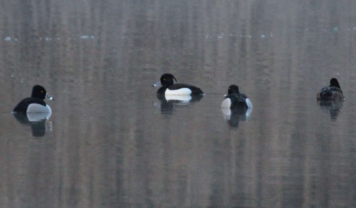 Tufted Duck - ML46548731