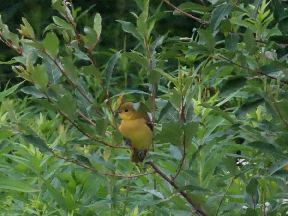 Orchard Oriole - ML465489231