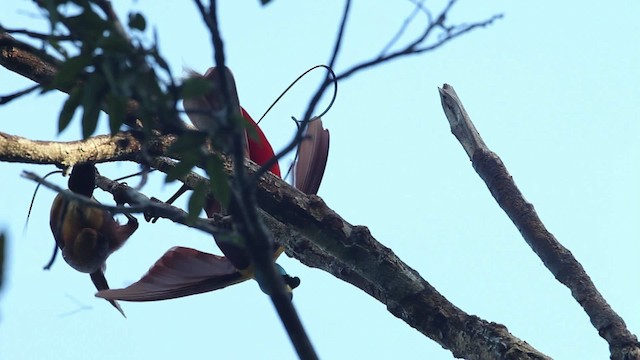 Красная райская птица - ML465490