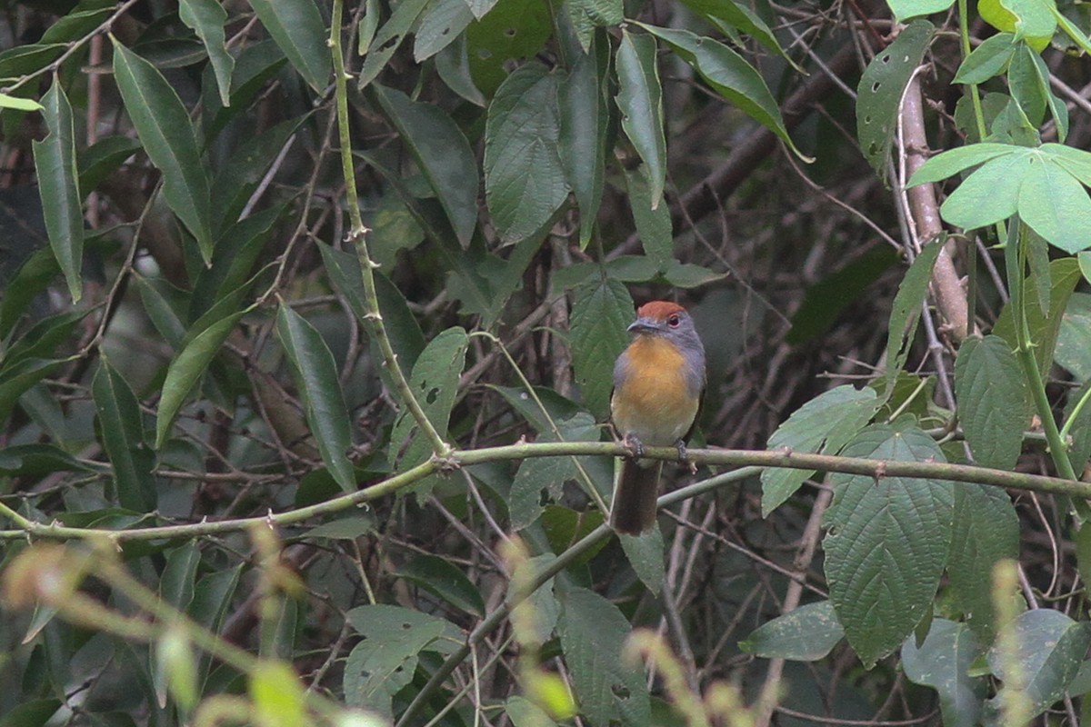 Rufous-capped Nunlet - ML46549321