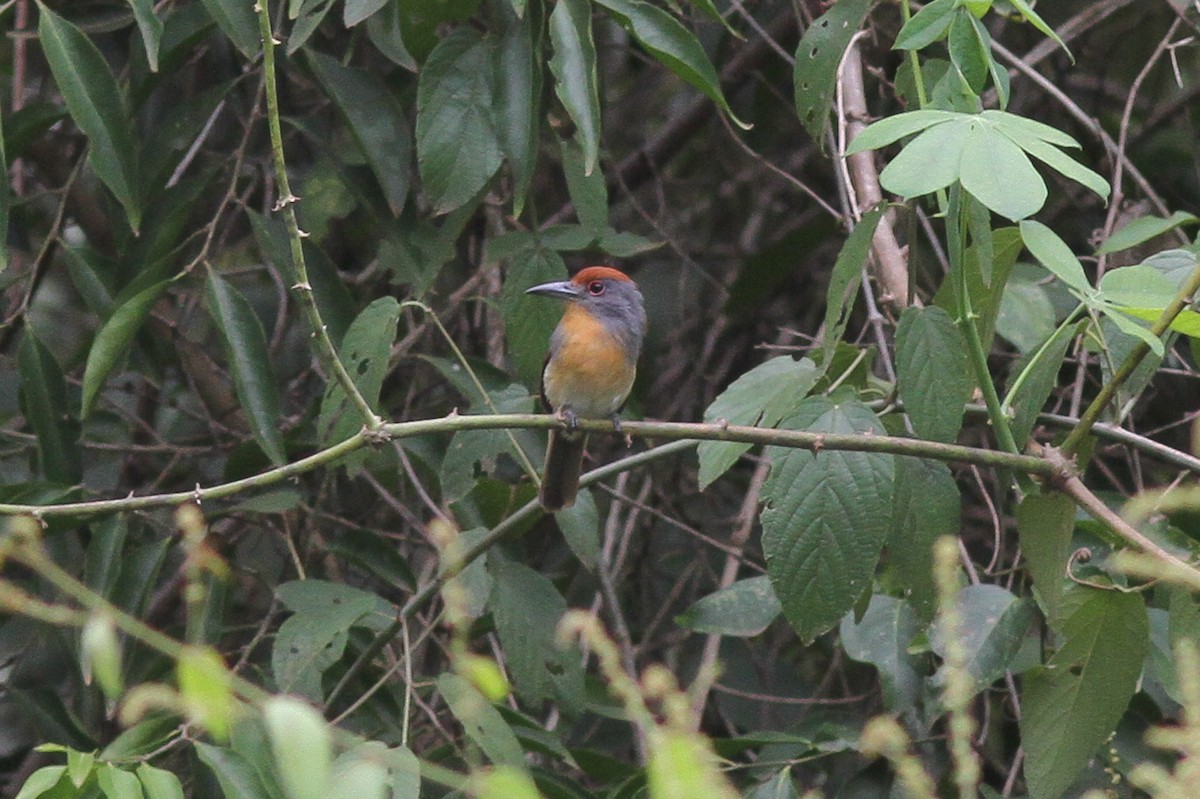 Rufous-capped Nunlet - ML46549371
