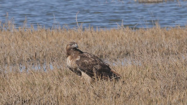 Red-tailed Hawk - ML465493891