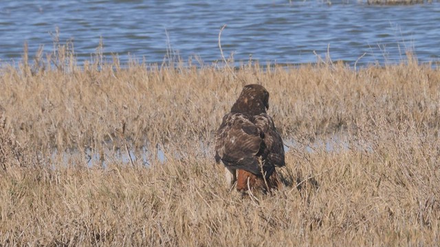Red-tailed Hawk - ML465493921