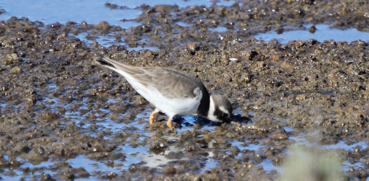 Common Ringed Plover - ML46549531