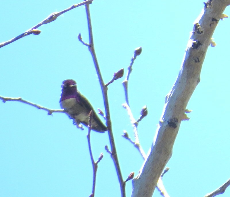 Costa's Hummingbird - ML465496171