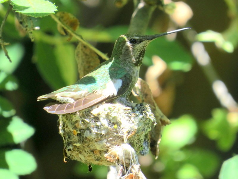 Anna's Hummingbird - ML465496231