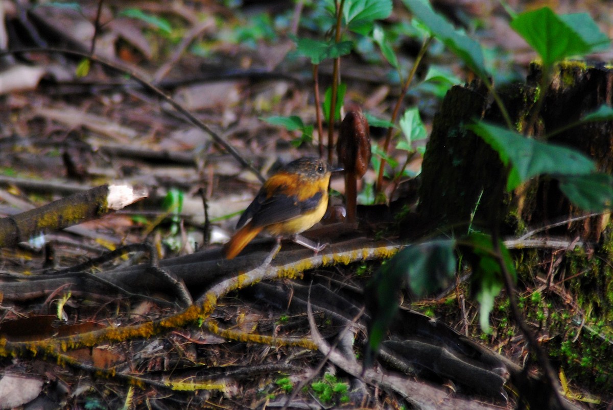Black-and-orange Flycatcher - Druva  Murali