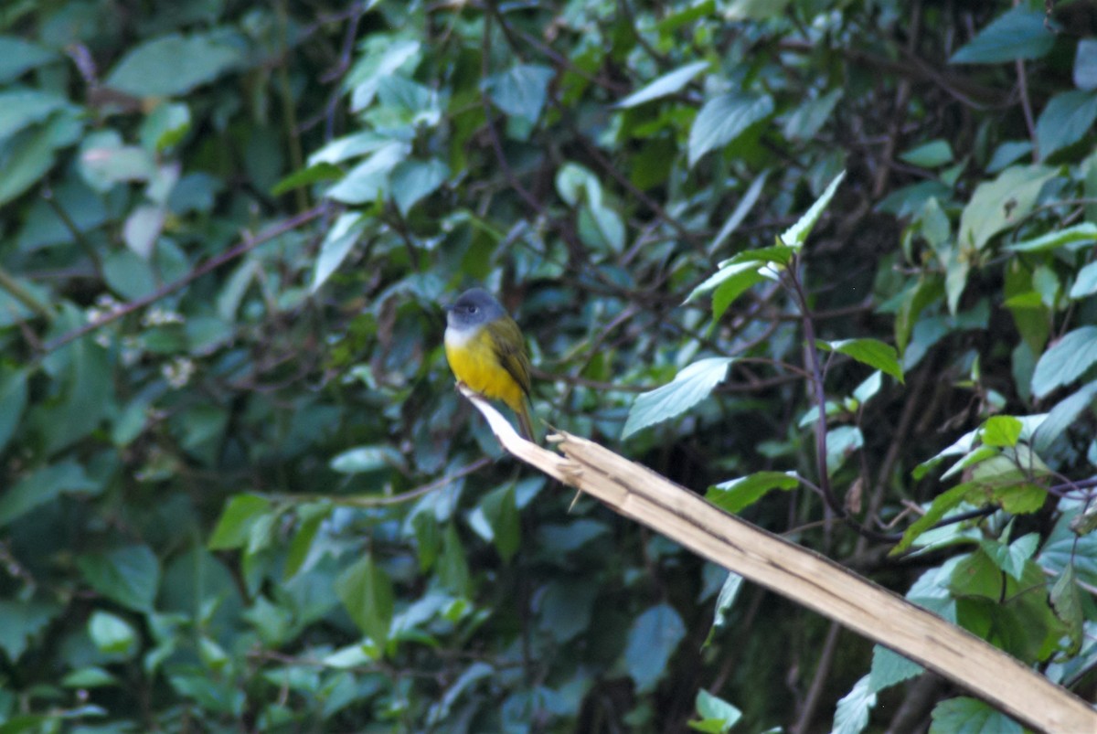 Gray-headed Canary-Flycatcher - Druva  Murali