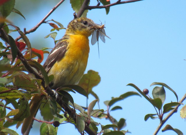 Baltimore Oriole - eBird