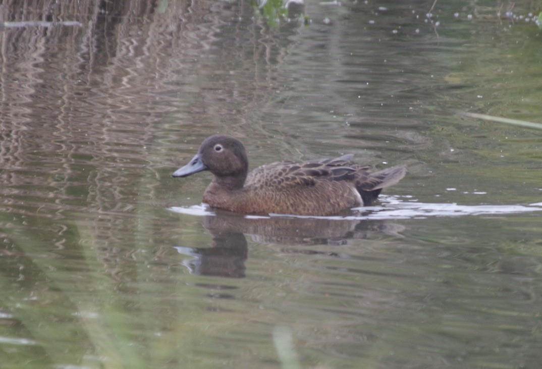 Brown Teal - Max Weatherall