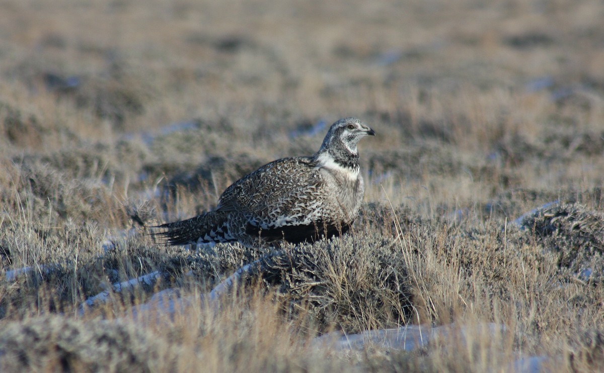 Greater Sage-Grouse - August Hazel