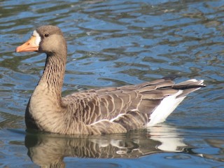 Greater White-fronted Goose, ML46551181