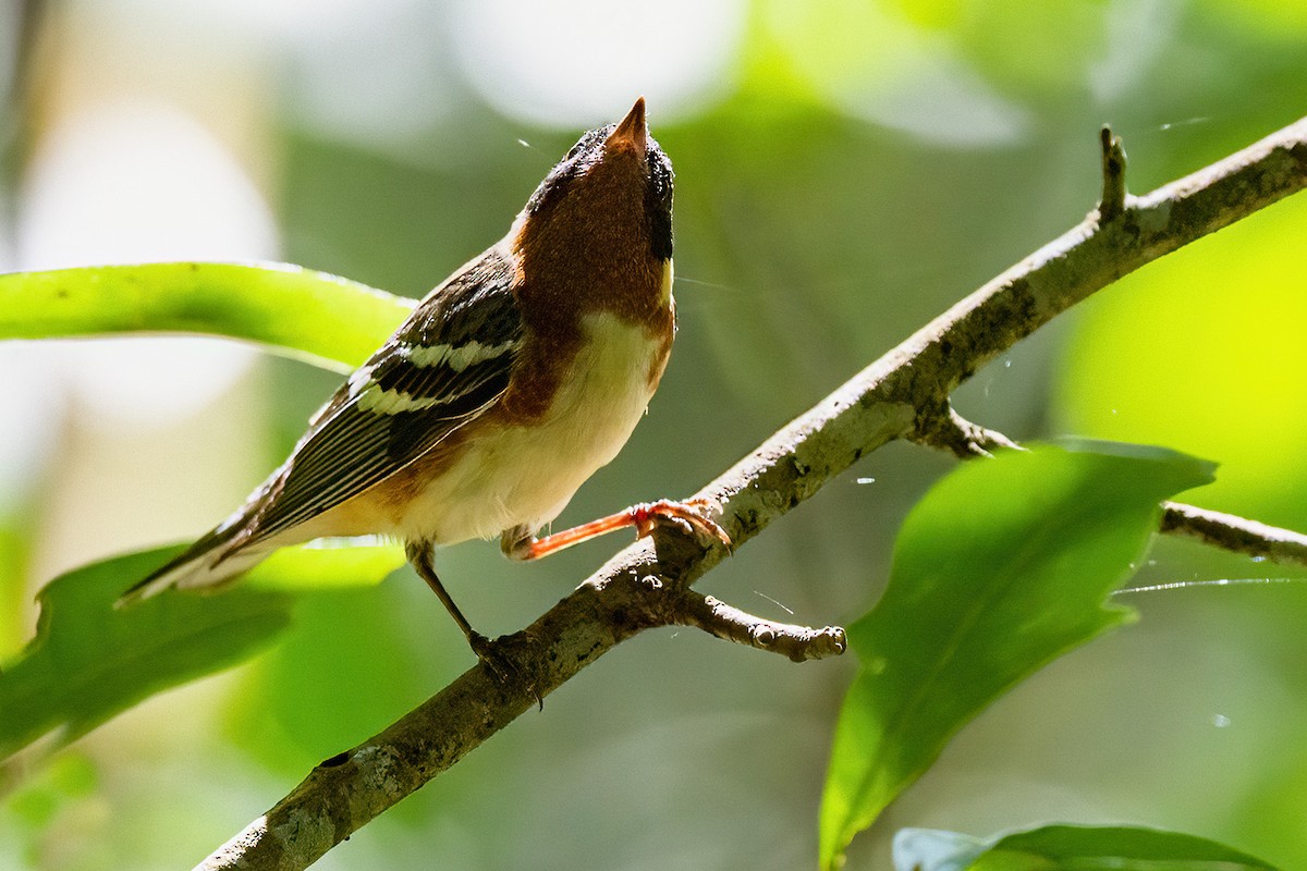 Bay-breasted Warbler - ML465515281