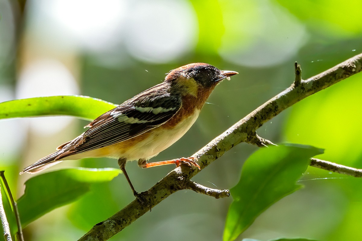 Bay-breasted Warbler - ML465515341