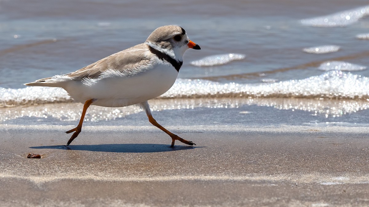 Piping Plover - ML465516731
