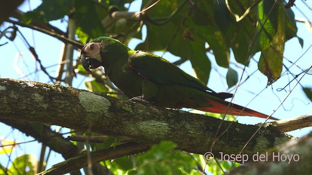 Chestnut-fronted Macaw - ML465518371