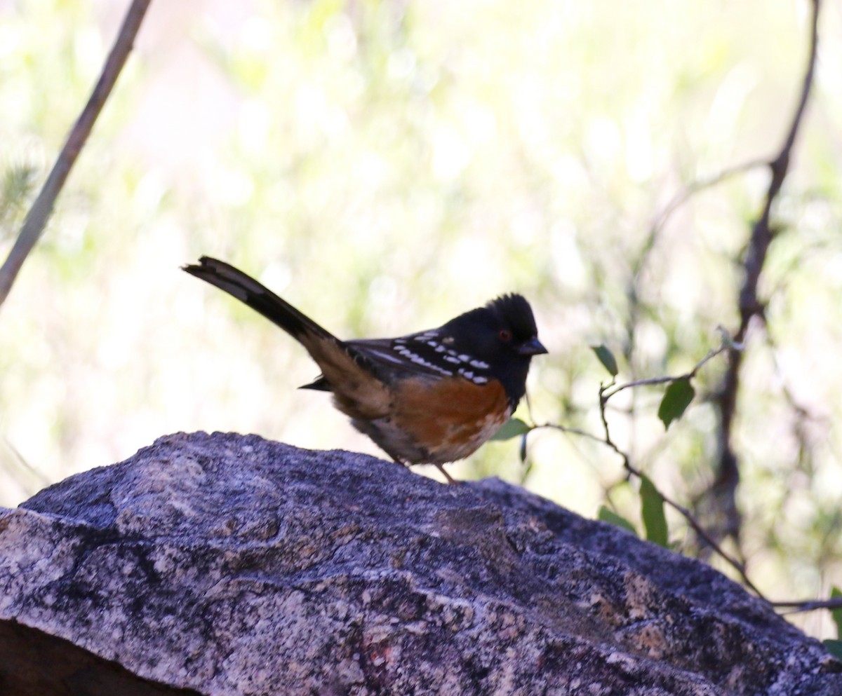 Spotted Towhee - Eric Gustafson