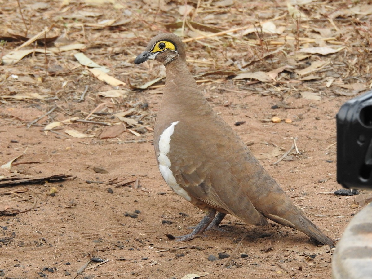 Partridge Pigeon - ML465531011
