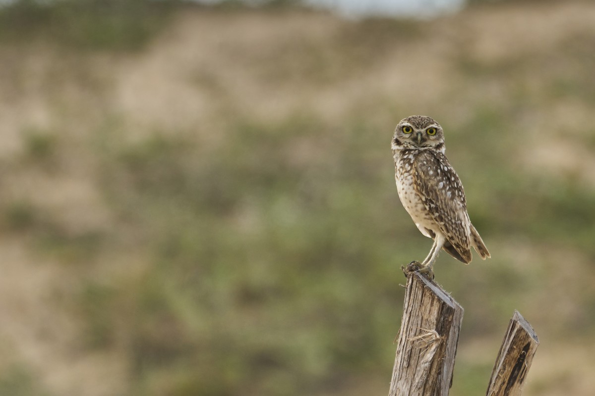 Burrowing Owl - ML465537441