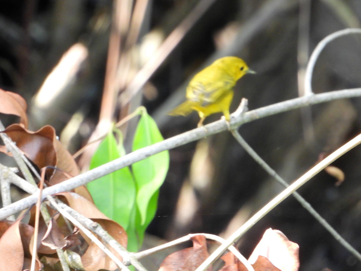 Yellow Warbler (Golden) - ML465537971