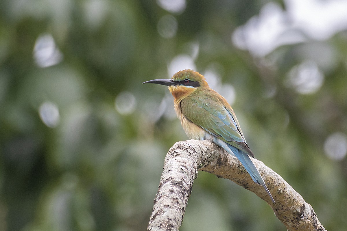 Blue-tailed Bee-eater - ML465538831